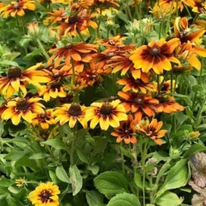 Rudbeckia Hirta Plant Plug - 1 Live Plant for Fall Garden Blooms, Outdoor - Image 4