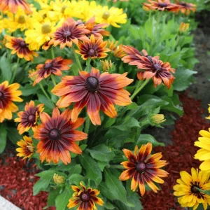 Rudbeckia Hirta Plant Plug - 1 Live Plant for Fall Garden Blooms, Outdoor - Image 5