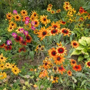 Rudbeckia Hirta Plant Plug - 1 Live Plant for Fall Garden Blooms, Outdoor - Image 6