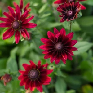 Rudbeckia Hirta Plant Plug - 1 Live Plant for Fall Garden Blooms, Outdoor - Image 7