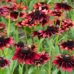 Rudbeckia Hirta Plant Plug - 1 Live Plant for Fall Garden Blooms, Outdoor - Image 8