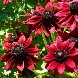 Rudbeckia Hirta Plant Plug - 1 Live Plant for Fall Garden Blooms, Outdoor - Image 9