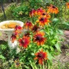 Rudbeckia Hirta Plant Plug - 1 Live Plant for Fall Garden Blooms, Outdoor - Image 1