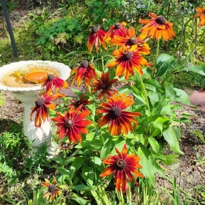 Rudbeckia Hirta Plant Plug - 1 Live Plant for Fall Garden Blooms, Outdoor - Image 1