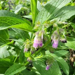 Russian Comfrey Bocking 14 Live Root Cuttings - 5 Pack for Garden - Image 4