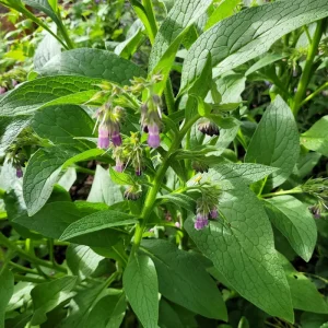 Russian Comfrey Bocking 14 Live Root Cuttings - 5 Pack for Garden - Image 1