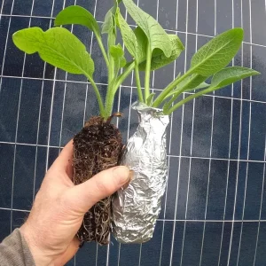 Russian Comfrey Bocking 4 Live Root Cutting - 1 Root - Perennial Herb - Image 3