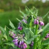 Russian Comfrey Bocking 4 Live Root Cuttings - 10 Count - Perennial Plant - Image 1