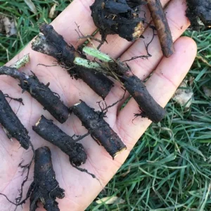 Russian Comfrey Live Root Cuttings - Bocking 14 - 10 Count - Perennial Herb - Image 3