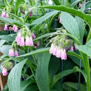 Russian Comfrey Live Root Cuttings - Bocking 14 - 3 Cuttings - Outdoor Herb - Image 2