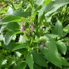 Russian Comfrey Live Root Cuttings - Bocking 14 - 3 Cuttings - Outdoor Herb - Image 1
