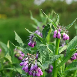Russian Comfrey Live Root Cuttings - Bocking 4 Cultivar - 5 Cuttings - Image 1