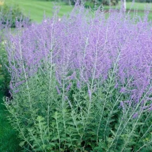 Russian Sage Live Plant, Perovskia Atriplicifolia, 1 Gallon Pot, Outdoor Shrub - Image 2