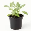 Sage Live Herb Plant - 3.5 Inch Pot - Culinary Herb for Gardening - Image 1