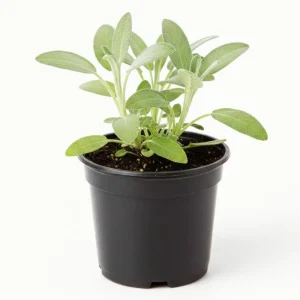 Sage Live Herb Plant - 3.5 Inch Pot - Culinary Herb for Gardening - Image 1