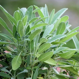 Sage Live Herb Plant - 3.5 Inch Pot - Culinary Herb for Gardening - Image 2