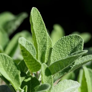 Sage Live Herb Plant - 3.5 Inch Pot - Culinary Herb for Gardening - Image 3