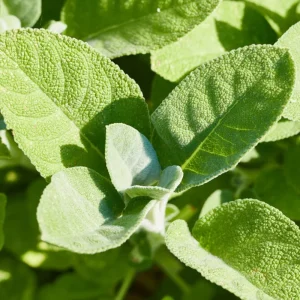Sage Live Herb Plant - 3.5 Inch Pot - Culinary Herb for Gardening - Image 4