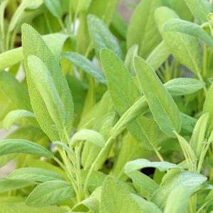 Sage Live Herb Plant - 3.5 Inch Pot - Culinary Herb for Gardening - Image 5