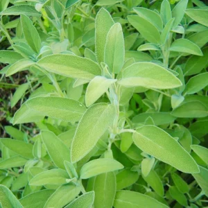 Sage Live Herb Plant - 3.5 Inch Pot - Culinary Herb for Gardening - Image 6