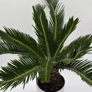 Sago Palm Live Plant - 6 inch Pot - Indoor Houseplant for Bright Indirect Light - Image 2