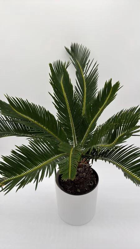 Sago Palm Live Plant - 6 inch Pot - Indoor Houseplant for Bright Indirect Light - Image 2