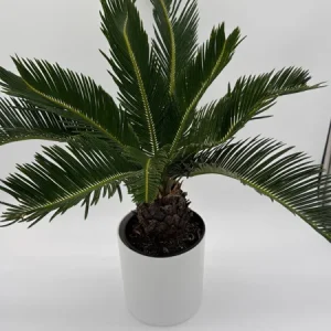Sago Palm Live Plant - 6 inch Pot - Indoor Houseplant for Bright Indirect Light - Image 3