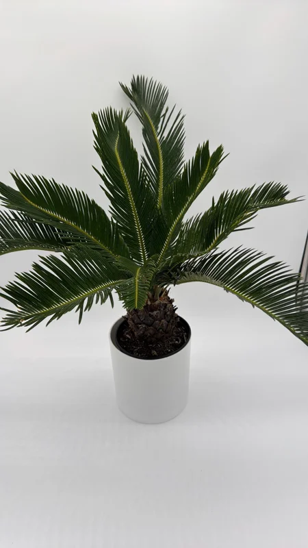 Sago Palm Live Plant - 6 inch Pot - Indoor Houseplant for Bright Indirect Light - Image 3