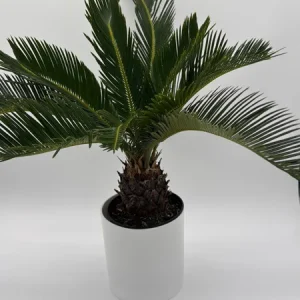 Sago Palm Live Plant - 6 inch Pot - Indoor Houseplant for Bright Indirect Light - Image 4