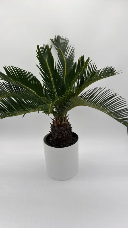 Sago Palm Live Plant - 6 inch Pot - Indoor Houseplant for Bright Indirect Light - Image 4