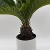 Sago Palm Live Plant - 6 inch Pot - Indoor Houseplant for Bright Indirect Light - Image 1