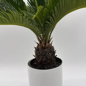 Sago Palm Live Plant - 6 inch Pot - Indoor Houseplant for Bright Indirect Light - Image 1