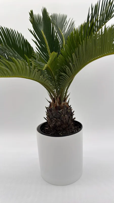 Sago Palm Live Plant - 6 inch Pot - Indoor Houseplant for Bright Indirect Light - Image 1