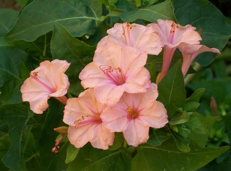Salmon Four O'clock Flower Seeds – 25 Seeds – Perennial Garden Plant - Image 12