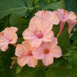 Salmon Four O'clock Flower Seeds – 25 Seeds – Perennial Garden Plant - Image 7