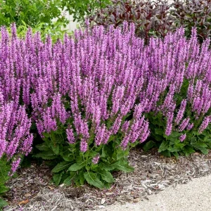 Salvia 'Back to the Fuchsia' Perennial Plant - Vibrant Pink Blooms Outdoor - Image 2