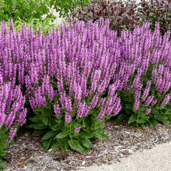Salvia 'Back to the Fuchsia' Perennial Plant - Vibrant Pink Blooms Outdoor - Image 2