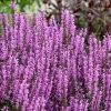 Salvia 'Back to the Fuchsia' Perennial Plant - Vibrant Pink Blooms Outdoor - Image 1