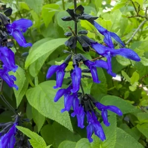 Salvia 'Black and Blue' Live Starter Perennial Plant - Image 2