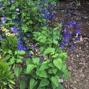 Salvia 'Black and Blue' Live Starter Perennial Plant - Image 3