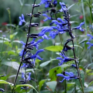 Salvia 'Black and Blue' Live Starter Perennial Plant - Image 4