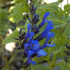 Salvia 'Black and Blue' Live Starter Perennial Plant - Image 5