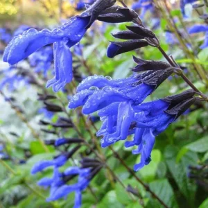Salvia 'Black and Blue' Live Starter Perennial Plant - Image 1