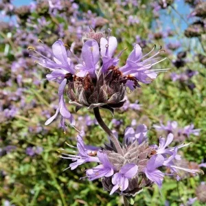 Salvia Clevelandii Live Plant - Blue Purple Cleveland Sage 12