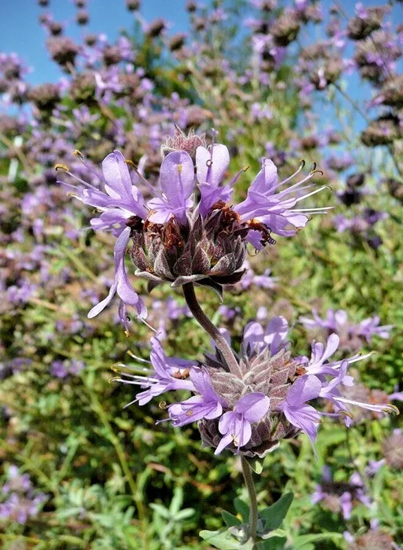 Salvia Clevelandii Live Plant - Blue Purple Cleveland Sage 12" Tall - Image 2
