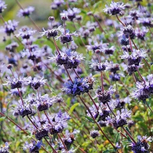 Salvia Clevelandii Live Plant - Blue Purple Cleveland Sage 12