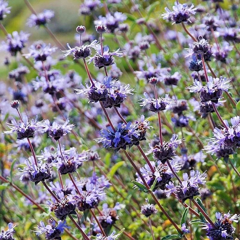 Salvia Clevelandii Live Plant - Blue Purple Cleveland Sage 12" Tall - Image 3