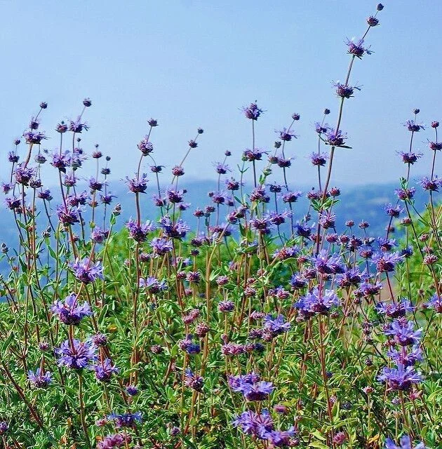 Salvia Clevelandii Live Plant - Blue Purple Cleveland Sage 12" Tall - Image 4