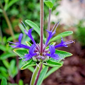 Salvia Clevelandii Live Plant - Blue Purple Cleveland Sage 12