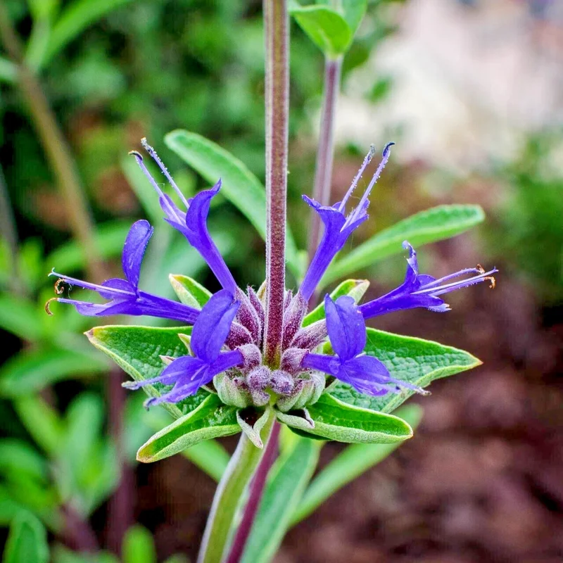 Salvia Clevelandii Live Plant - Blue Purple Cleveland Sage 12" Tall - Image 5